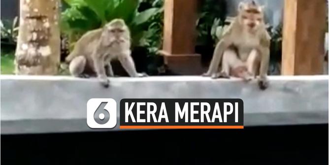 VIDEO: Kera Lereng Gunung Merapi Mulai Turun ke Permukiman, Pertanda Apa?