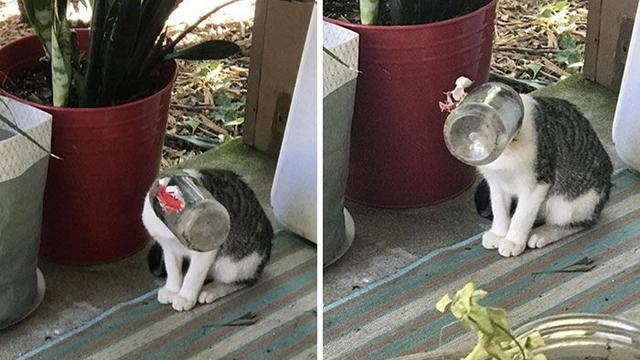 10 Potret Nyeleneh Kucing Tersangkut Waktu Usil, Penampakannya Bikin Nyengir