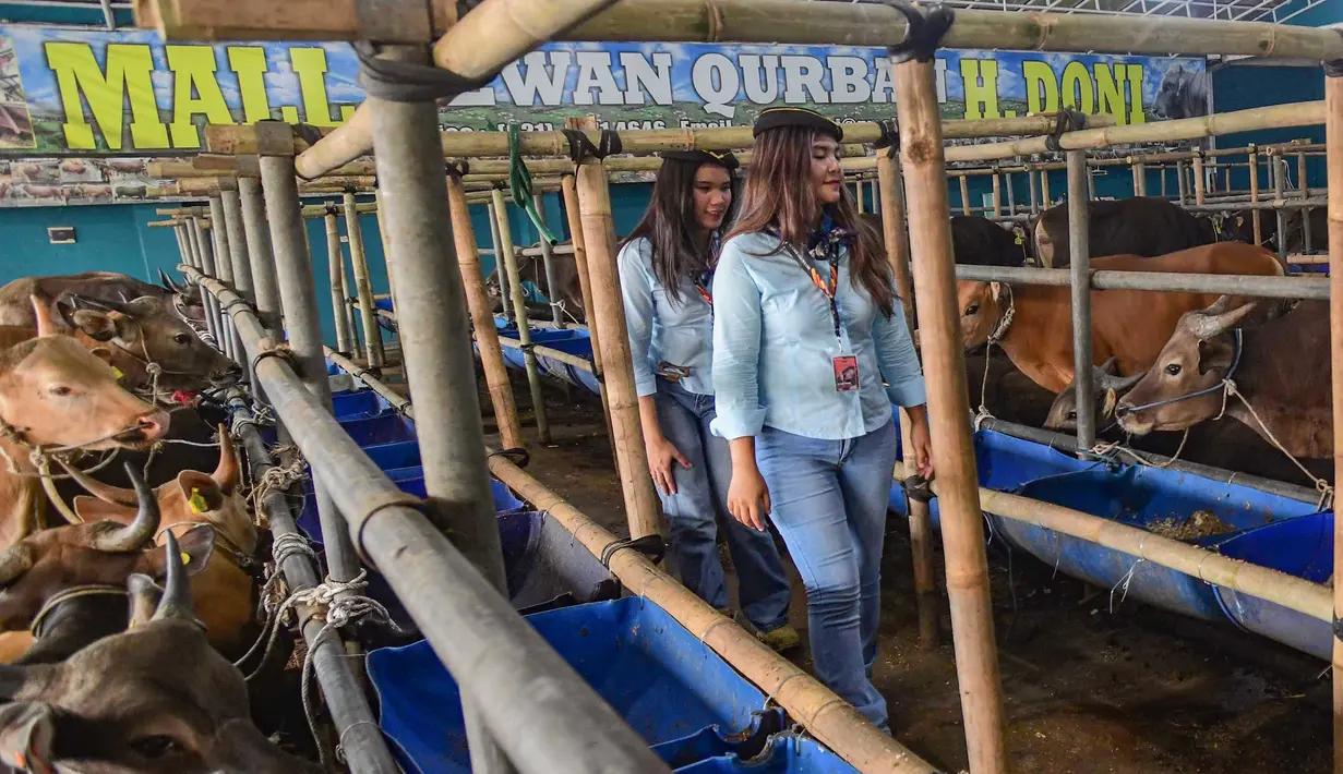 Hewan yang dijual terdiri dari sapi lokal dan impor dengan beragam ukuran. Harga hewan kurban yang ditawarkan bervariasi, mulai dari sekitar Rp 17 juta hingga Rp 100 juta per ekor, tergantung jenis dan bobot hewan. Tampak dalam foto, dua Sales Promotion Girl (SPG) dengan mengenakan kostum ala pramugari menunjukkan hewan qurban di Mall Hewan Qurban H. Doni, Depok, Jawa Barat, Senin (11/5/2026). (merdeka.com/Arie Basuki)