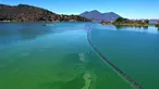 Foto udara menunjukkan mekarnya cyanobacteria atau disebut ganggang biru-hijau di Clear Lake di Redbud Park, California (26/9/2021). Penduduk dan pengunjung Clear Lake, danau air tawar terbesar kedua di California, didesak untuk berhati-hati saat mengunjungi danau. (Justin Sullivan/Getty Images/AFP)