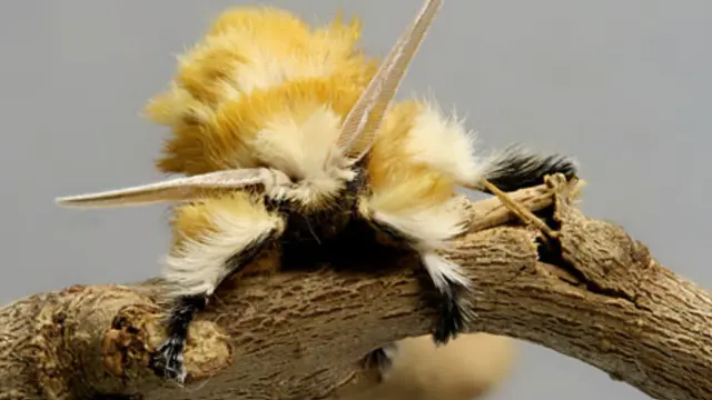 Puss Caterpillar (Potret Donald W. Hall, University of Florida, AS)