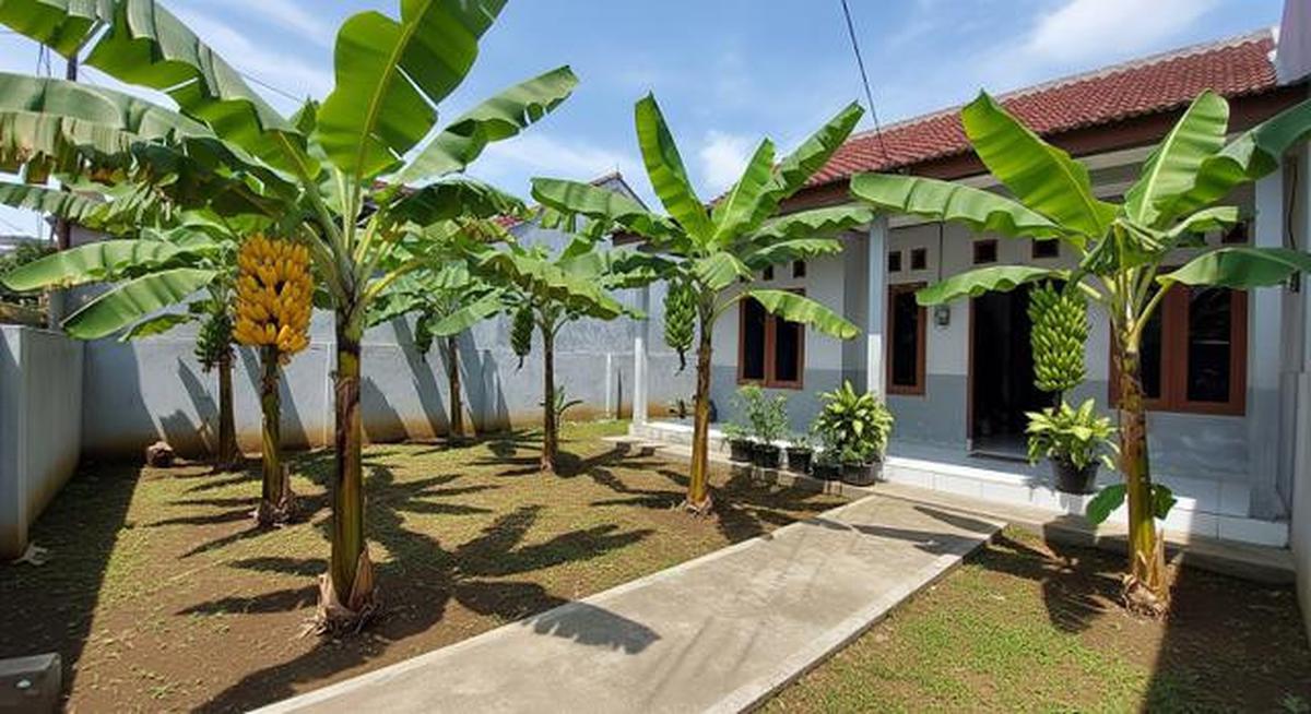 7 Jenis Pohon Pisang Pendek untuk Lahan Terbatas, Bisa Bikin Teduh dan Mempercantik Rumah