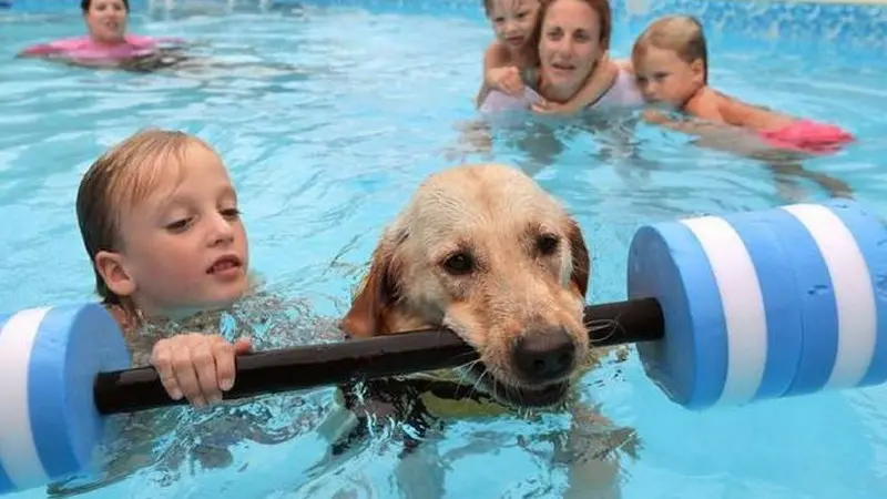 Jadi Idola, Anjing Ini Pelatih Renang Anak Berkebutuhan Khusus