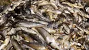 Ribuan ikan yang mati menumpuk di salah satu sudut Laguna Etang de Berre, dekat Marseille, Prancis (1/7/2019). Gelombang panas selama sepekan di laguna menyebabkan penurunan kadar oksigen yang mengakibatkan kematian beberapa ton ikan. (AFP Photo/Boris Horvat)