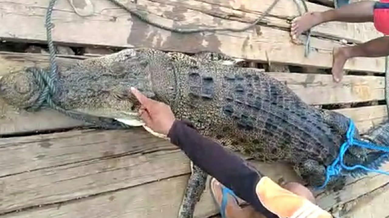 Buaya sepanjang 3,2 meter di Sungai Lalindu, Desa Tapuwatu, Konawe Utara saat dibikin pingsan oleh warga, Minggu (16/2/2020).(Liputan6.com/Ahmad Akbar Fua)