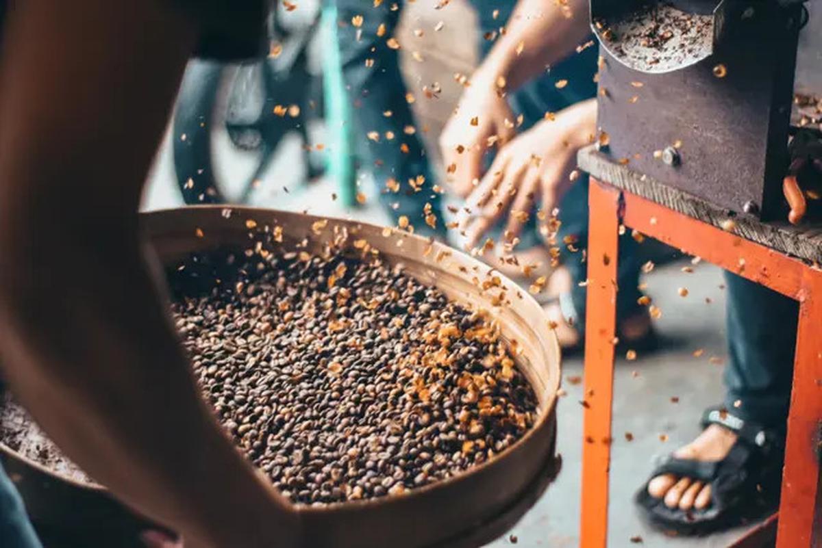 Kopi Dekafein Kian Diminati, Benarkah Aman untuk Kesehatan Peminumnya?