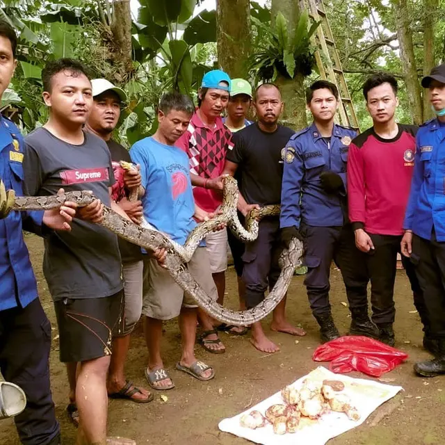 5 Potret Perjuangan Petugas Damkar Evakuasi Ular Masuk Rumah, Penuh Totalitas