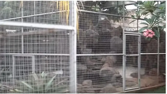 Sebagai pencinta burung, Narji memiliki taman yang luas berisi kandang burung besar.