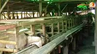 [VIDEO] Perkenalkan, Kambing Tanpa Bau untuk Idul Adha