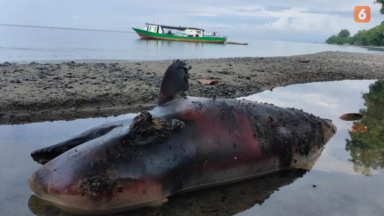 Seekor bangkai ikan lumba-lumba, ditemukan warga terdampar di sekitar Pantai Towera, Desa Towera, Kecamatan Siniu, Kabupaten Parigi Moutong (Parimo) Sulawesi Tengah (Sulteng) (Arfandi Ibrahim/Liputan6.com)