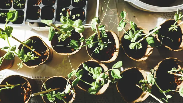 Pemupukan Rutin agar Tanaman Subur