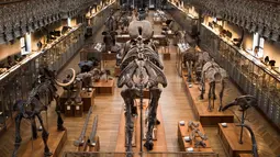 Kerangka dinosaurus yang ditampilkan di galeri paleontologi Museum Sejarah Alam Prancis di Paris, Kamis (16/11). Museum yang menyimpan ribuan tulang belulang hewan dan benda purba ini berencana merenovasi gedungnya. (Martin BUREAU/AFP)