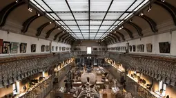 Kerangka dinosaurus yang ditampilkan di galeri paleontologi Museum Sejarah Alam Prancis di Paris, Kamis (16/11). Museum yang menyimpan ribuan tulang belulang hewan dan benda purba ini berencana merenovasi gedungnya. (Martin BUREAU/AFP)