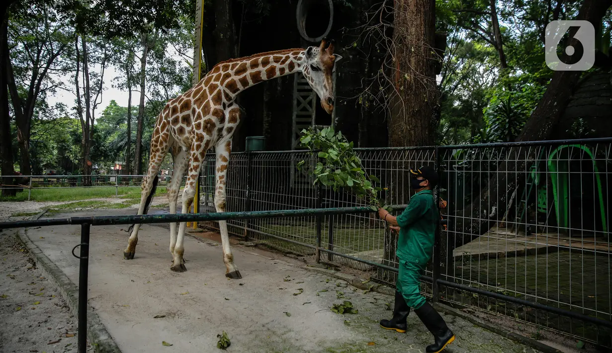 Petugas memberi makan jerapah di Taman Margasatwa Ragunan, Jakarta Selatan, Senin (20/4/2020). Pihak pengelola Taman Margasatwa Ragunan tetap melakukan perawatan terhadap seluruh satwa selama pandemi virus corona COVID-19. (Liputan6.com/Faizal Fanani)