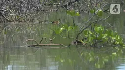 Habitat bagi burung salah satunya itik benjut (sunda teal) di kawasan Hutan Magrove, Jakarta, Sabtu (31/10/2020). Kawasan hutan mangrove seluas 45 hektar adalah salah satu kawasan yang tersisa di Jakarta menjadi salah satu tempat perlindungan dan konservasi. (merdeka.com/Imam Buhori)