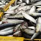 Ikan hasil tangkapan nelayan di Pelabuhan Muara Angke, Jakarta, Selasa (27/12/2022). Kementerian Kelautan dan Perikanan (KKP) pada 2023 menargetkan peningkatan nilai ekspor komoditas kelautan dan perikanan hingga mencapai USD 7,6 miliar. (Liputan6.com/Herman Zakharia)
