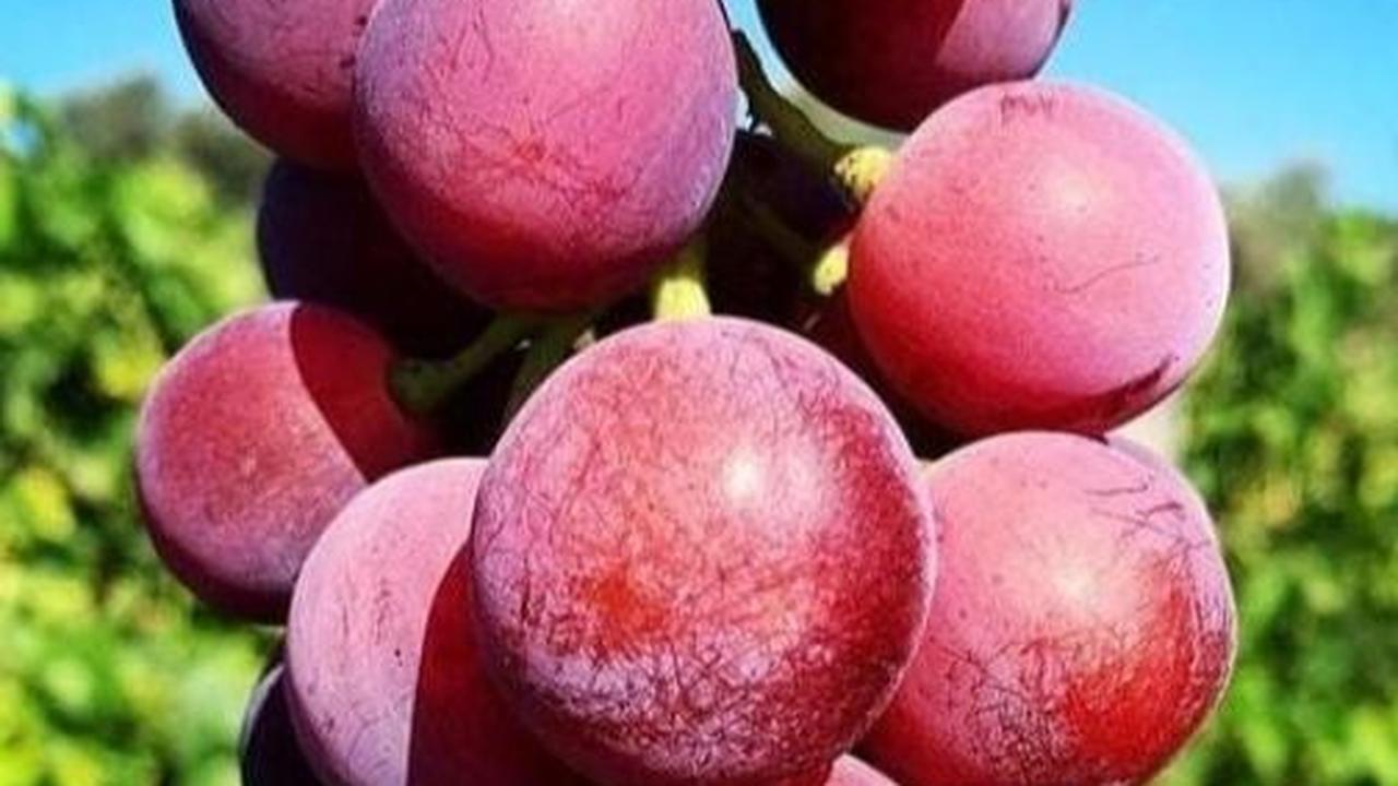 Cara Hilangkan Lapisan Lilin pada Buah Anggur Tanpa Perlu Dibilas Air