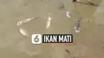 Ribuan ikan air tawar mati mendadak di Sungai Mawang, Gowa, Sulawesi Selatan. Diduga kematian ribuan ikan ini akibat terserang panyakit karena perubahan suhu.