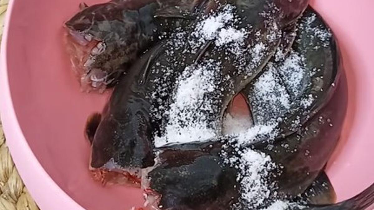 Cara Mematikan Ikan Lele Tanpa Perlu Dipukul Trik Mudah Menggunakan Garam