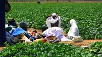 Buruh perempuan salat di tengah ladang melon yang daunnya diserang ulat. (Foto : Liputan6.com/krjogja.com/Jarot Sarwosambodo)