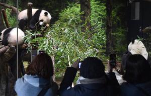 Pengunjung memotret panda kembar kelahiran Jepang dan induknya di Kebun Binatang Ueno di Tokyo, Rabu (12/1/2022). Panda kembar raksasa,  Xiao Xiao dan Lei Lei, yang lahir di Taman Zoologi Ueno Tokyo tahun lalu membuat debut publik mereka. (Tokyo Zoological Park Society via AP)