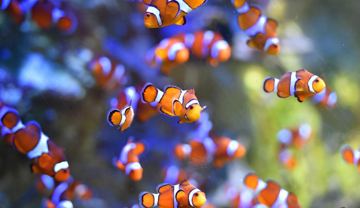 Sejumlah ikan badut Ocellaris berenang di Ocearium Le Croisic, Perancis, (06/12/2016). (AFP PHOTO/Loic VENANCE)