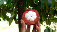 Fakta-fakta Keunggulan Buah Manggis Asal Purwakarta yang Wajib Kamu Tahu