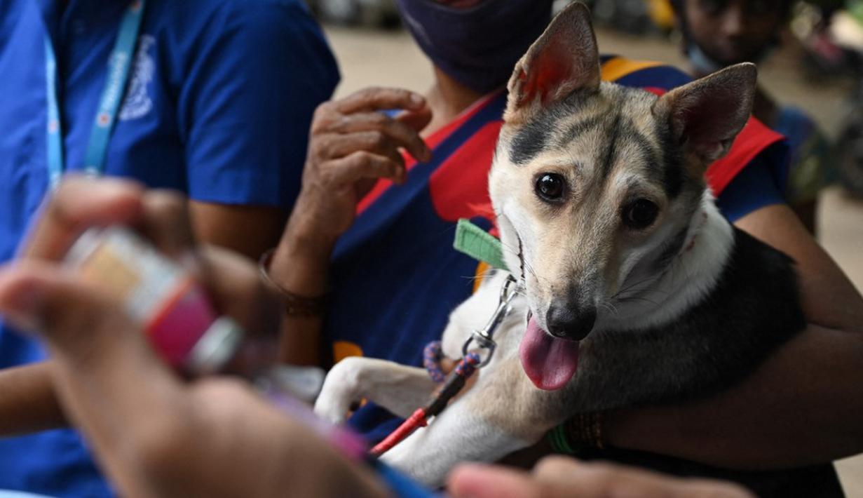 Seorang dokter hewan bersiap untuk menyuntik seekor anjing dengan dosis vaksin antirabies pada kesempatan Hari Rabies Sedunia di Rumah Sakit Universitas Hewan Tamil Nadu, Chennai, Rabu (29/9/2021). Hari Rabies Sedunia diselenggarakan pada tanggal 28 September setiap tahun. (Arun SANKAR/AFP)