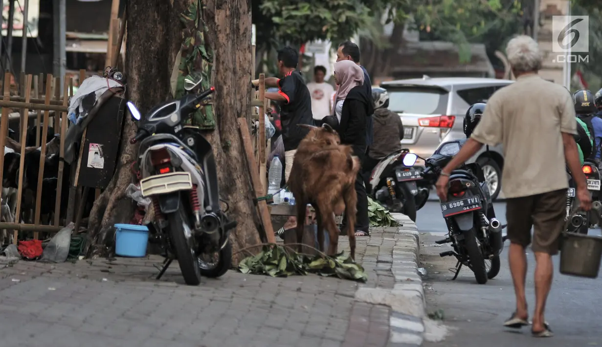 Warga melihat hewan kurban di salah satu lapak yang berada di trotoar, Jakarta, Senin (5/8/2019). Meski Pemprov DKI Jakarta telah melarang, sejumlah pedagang nekat berjualan hewan kurban di trotoar dengan alasan tidak memiliki lahan. (merdeka.com/Iqbal S. Nugroho)