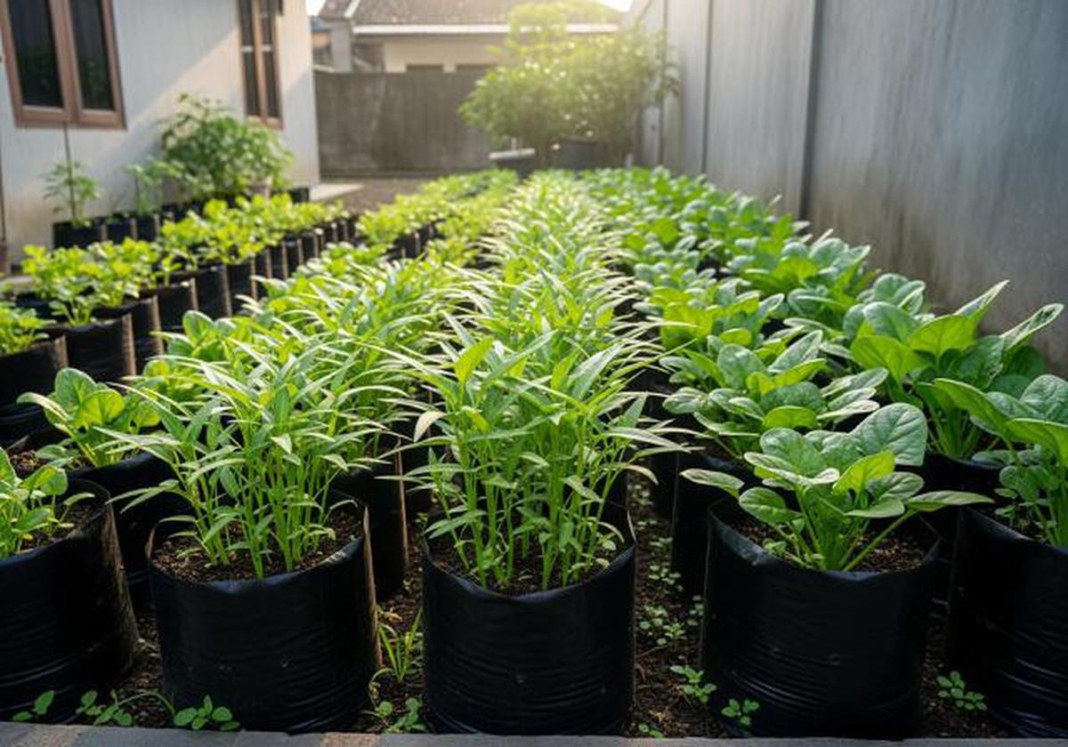 7 Desain Kebun Sayur Rumahan untuk Kangkung dan Bayam yang Praktis dan Produktif