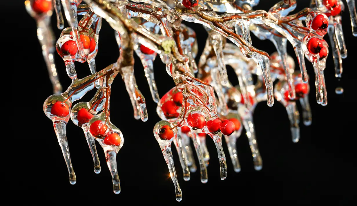 Es menggantung di buah yang membeku saat badai musim dingin di West Orange, New Jersey (18/12/2019). Suhu dingin tersebut diharapkan turun pada Kamis pagi. (Rick Loomis/Getty Images/AFP)