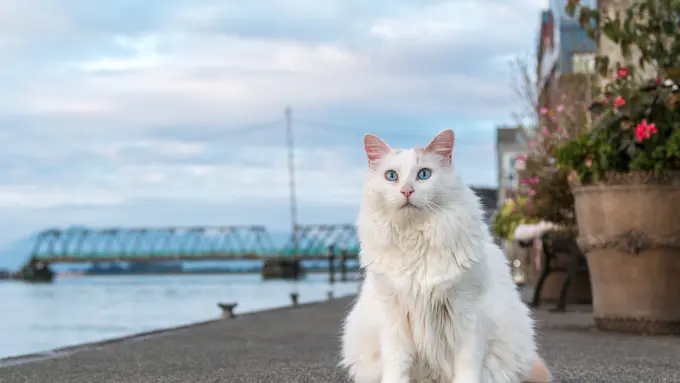 Sama-Sama Berasal dari Turki, Ini Perbedaan Kucing Turkish Van dan Turkish Anggora