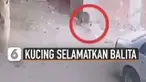 Aksi heroik dilakukan oleh seekor kucing yang menyelamatkan balita saat diserang seekor anjing.
