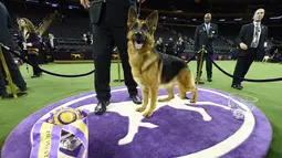 Rumor, berpose usai menjuarai kompetisi Best in Show di Westminster Kennel Club Dog Show, di New York City, AS (14/2). Kontes ini berlangsung sejak tahunan sejak 1877. (Drew Angerer / Getty Images / AFP)