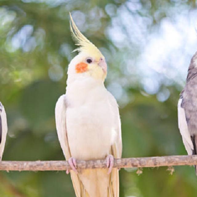 Terkuak Ini Cara Leluhur Burung Selamat Dari Hantaman Asteroid Global Liputan6 Com