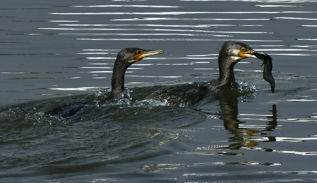 Burung kormoran besar (kanan) menangkap ikan di perairan Danau Taudaha di pinggiran Kathmandu (18/1/2021). Nama ini berasal dari gabungan kata Newari 'Ta', yang berarti ular dan 'Daha', yang berarti danau.  (AFP/Prakashh Mathema)