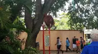 Orangutan kabur dari Busch Gardens Tampa, Florida. (Tampa Bay)