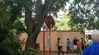 Kabur dari Kandang, Luna Si Orangutan Bikin Panik Pengunjung