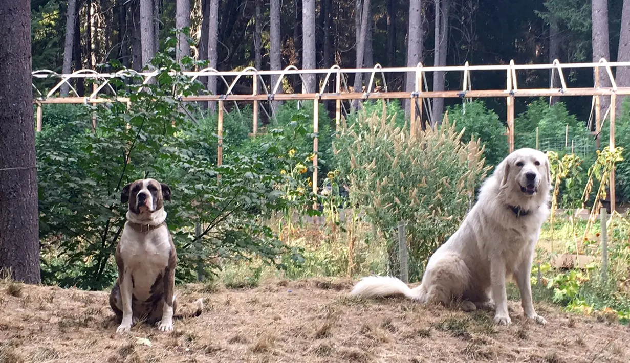 Dua ekor anjing yang menjaga kebun ganja Steve Dillon di Humboldt County, California pada 28 Agustus 2016. California merupakan satu dari delapan negara bagian AS yang tengah memperjuangkan legalisasi ganja. (REUTERS/Rory Carroll)