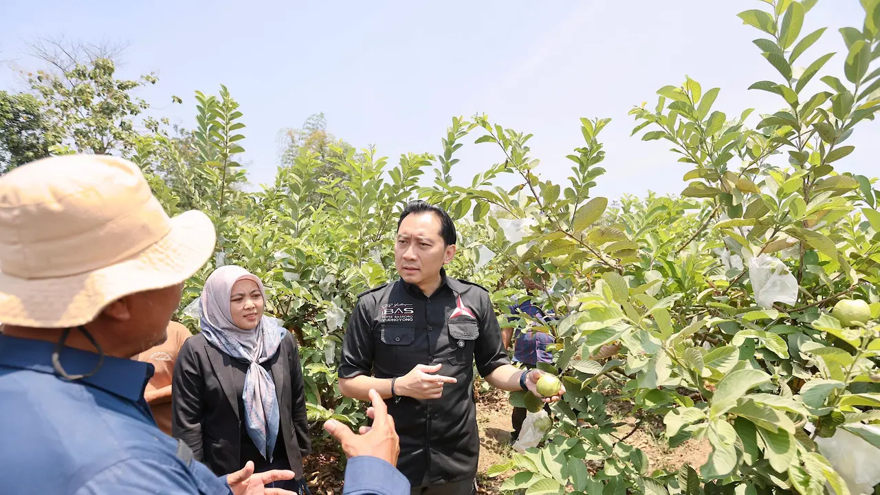 Wakil Ketua Umum Partai Demokrat, Edhie Baskoro Yudhoyono (Ibas),  dalam acara Tinjau Jambu Kristal: Petani Berkarya, Desa Sejahtera yang digelar pada Rabu, 24 September 2025 di Dusun Gentan, Desa Ngerumput, Kecamatan Jenangan, Kabupaten Ponorogo (Istimew