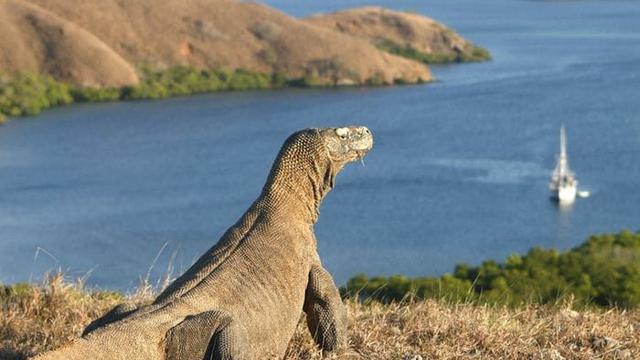 Pulau Komodo Provinsi Nusa Tenggara Timur (NTT).Foto Istimewah
