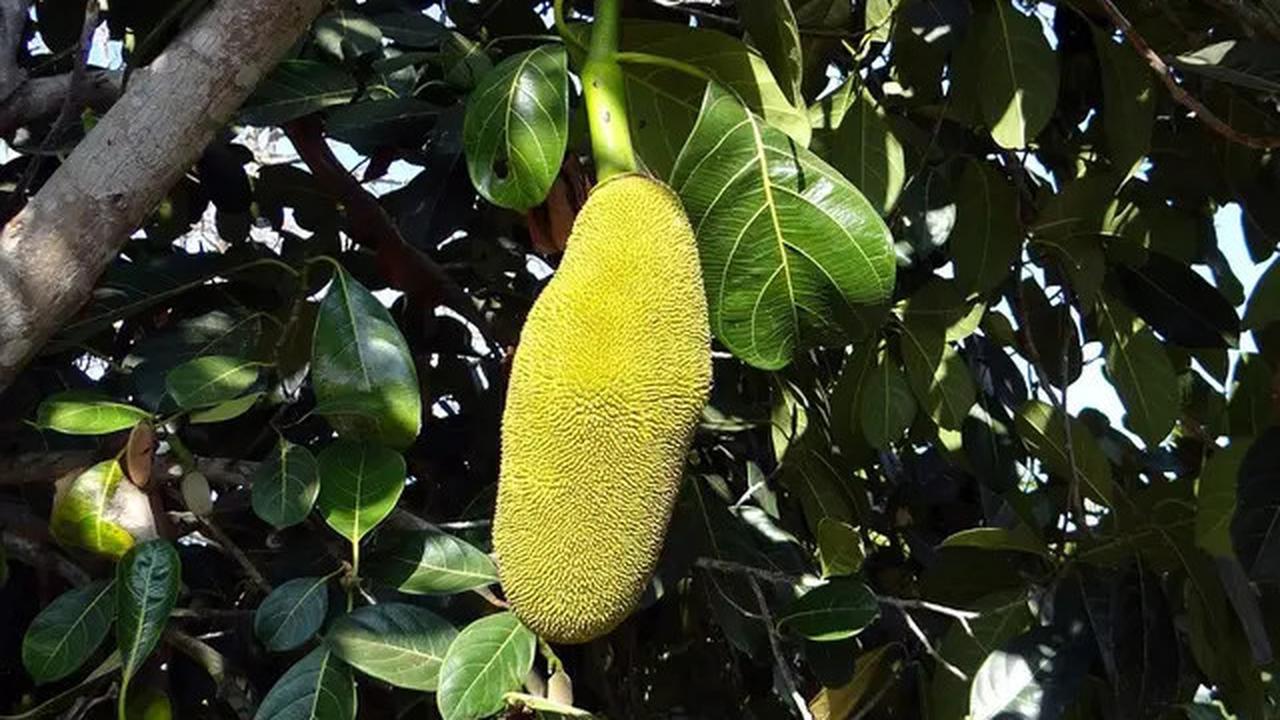 Cara Merebus Daun Nangka, Mengatasi Bekas Jerawat hingga Turunkan Risiko Diabetes