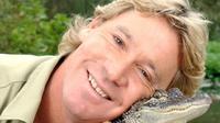 Steve Irwin meninggal pada 4 September 2006. Ia terbunuh oleh ikan pari saat syuting Ocean's Deadliest. (JUSTIN SULLIVAN / GETTY IMAGES NORTH AMERICA / AFP))