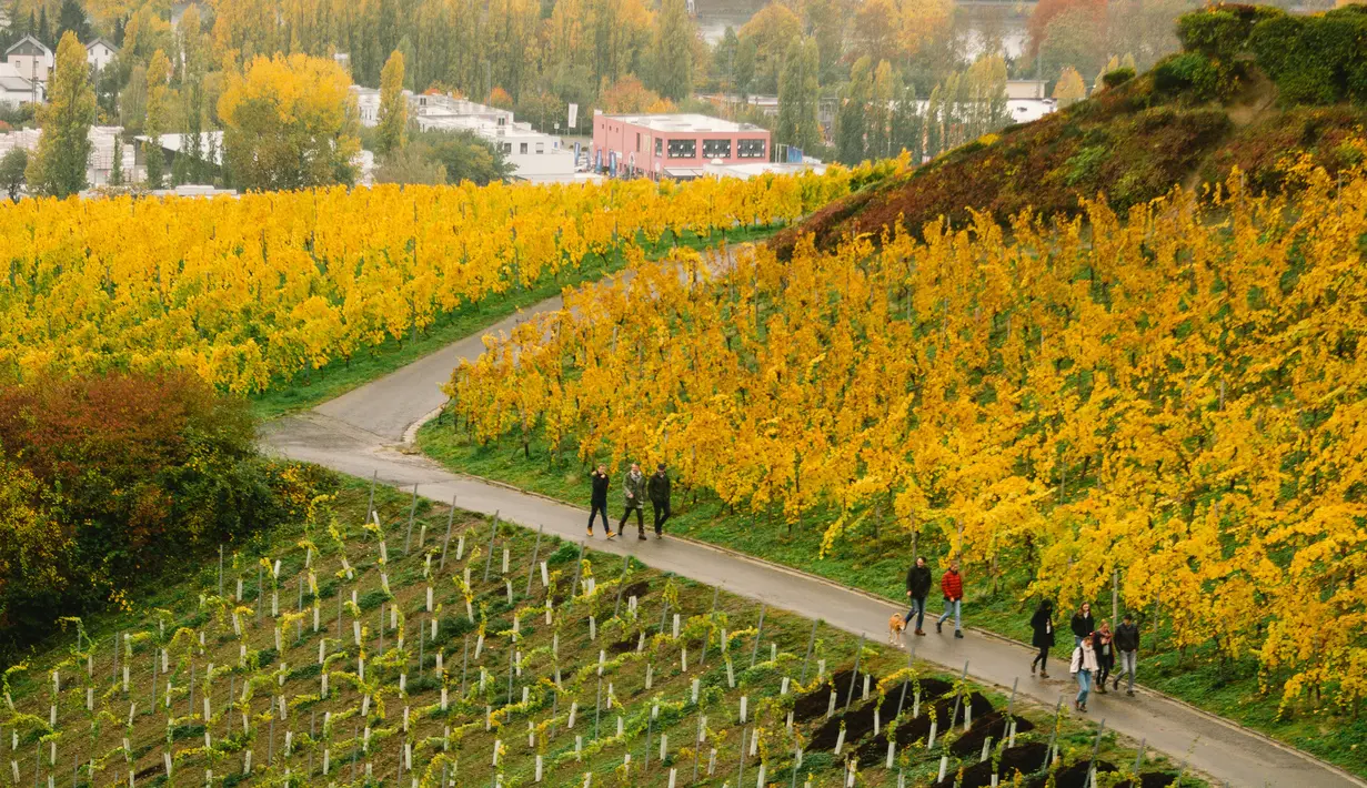 Orang-orang berjalan melewati kebun anggur di sebuah bukit di Konigswinter, kota yang terletak di dekat Bonn, Jerman barat, pada 25 Oktober 2020. (Xinhua/Tang Ying)