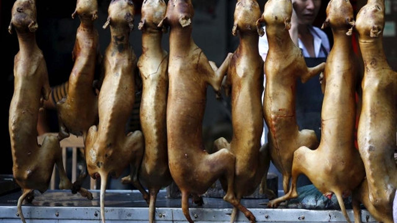 Sadis, ribuan anjing & kucing dibantai untuk dikonsumsi di China