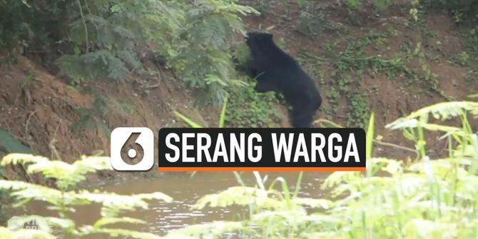VIDEO: Beruang Masuk Desa, Serang 4 Warga