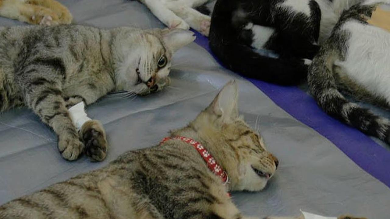 Kegiatan ini menjangkau 150 ekor kucing ras lokal. Dengan rincian, 115 ekor kucing jantan dan 35 ekor kucing betina.