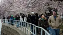 Warga berjalan di sekitar Tidal Basin untuk menikmati bunga sakura yang mulai mekar di Washington DC, AS (26/3). Selain Jepang, Washington memiliki kebun bunga sakura yang bersemi akhir Maret hingga Juni. (AFP Photo / Zach Gibson)