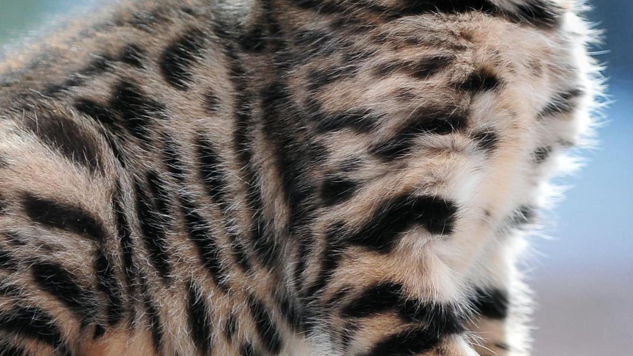 Mengenal Kucing Bengal: Karakteristik, Sifat, Cara Merawat, dan Kisaran Harganya