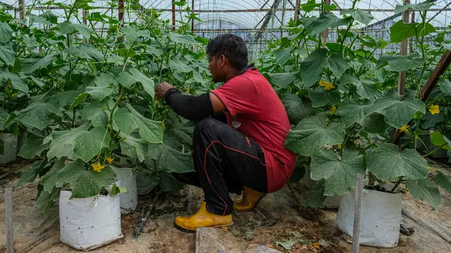 Petani Dataran Tinggi Malaysia Berjuang untuk Bertahan Hidup di Masa Pandemi